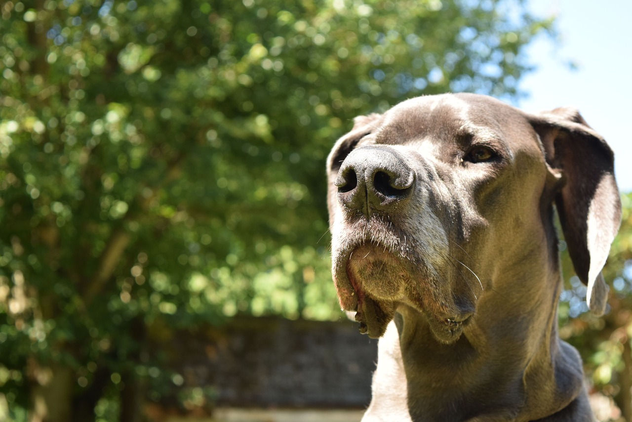 Download free photo of Dog,great dane,pet sitting,free pictures, free photos - from needpix.com