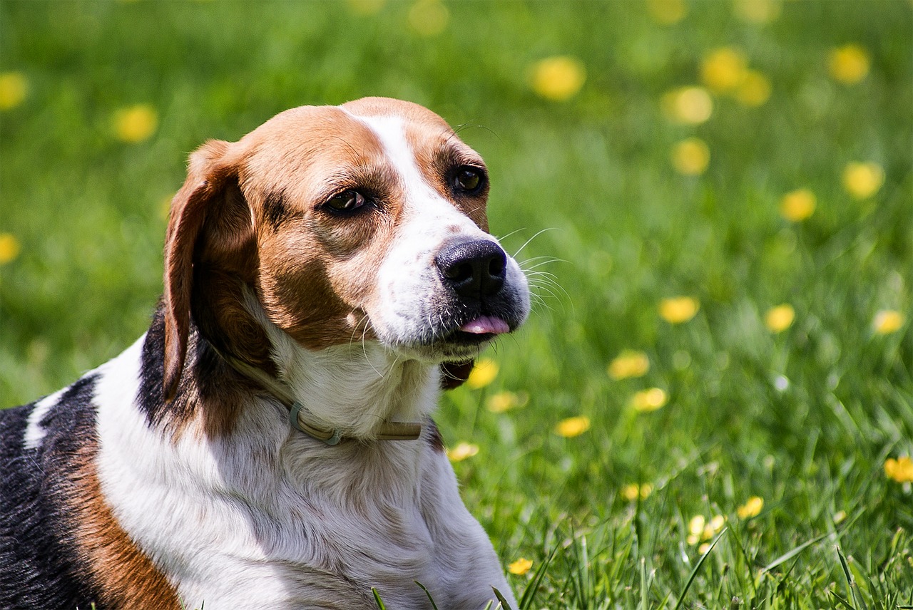 dog beagle wildlife photography free photo