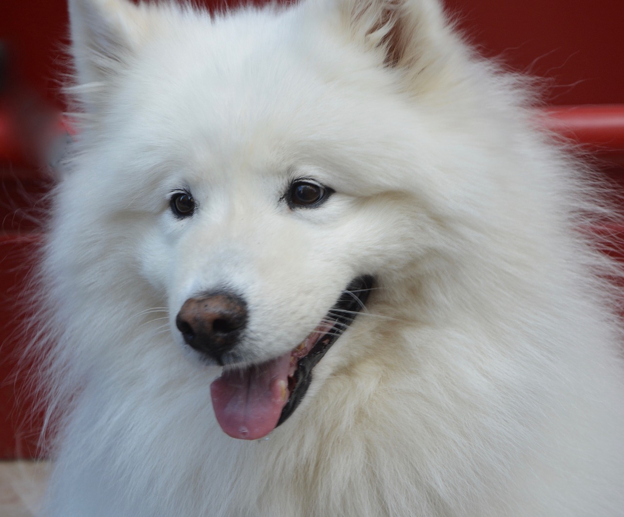 dog samoyed white free photo