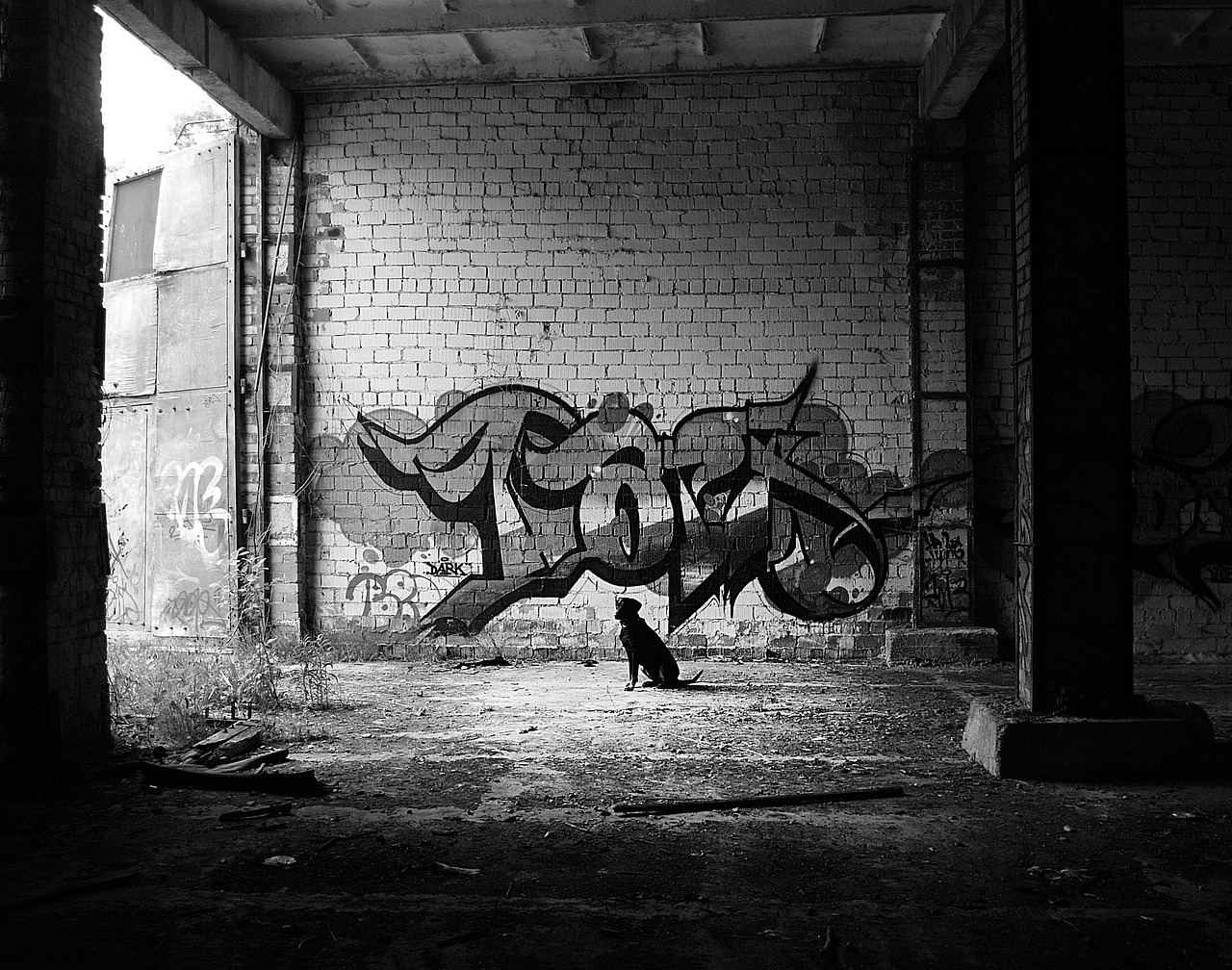dog graffiti art free photo