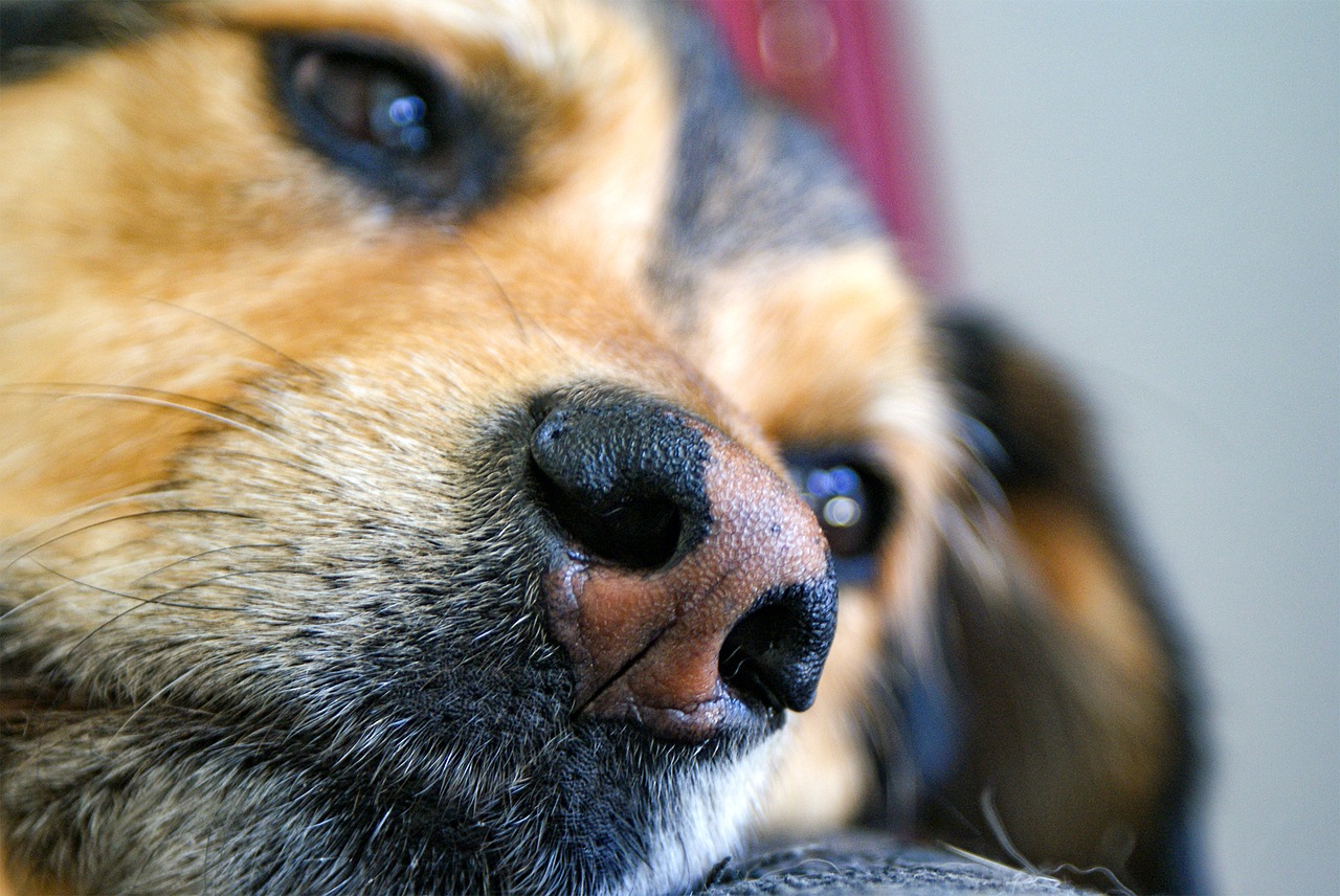 dog nose snout free photo