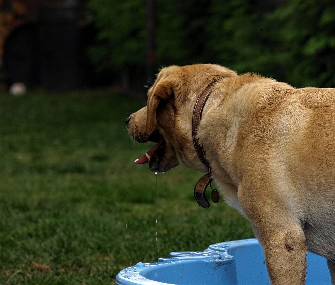 dog labrador pet free photo