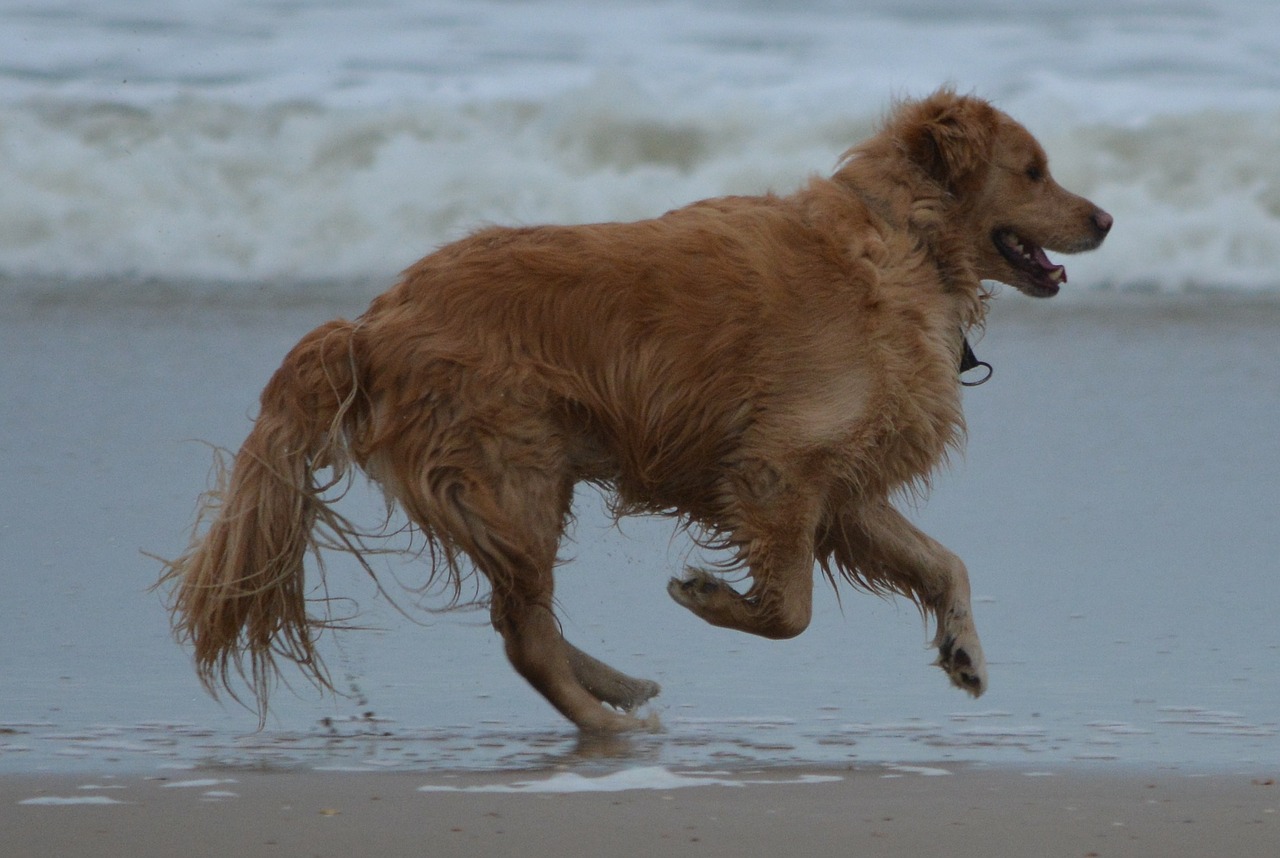 dog sea animal free photo