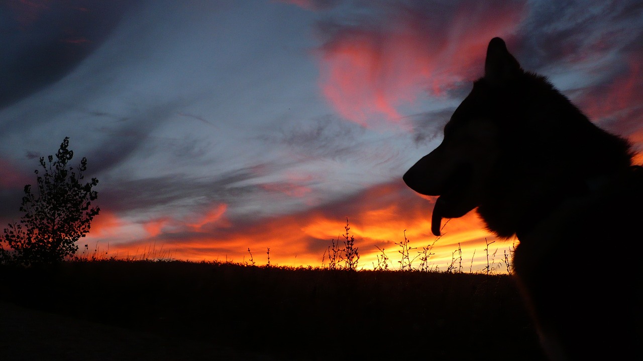 dog silhouette sunset free photo
