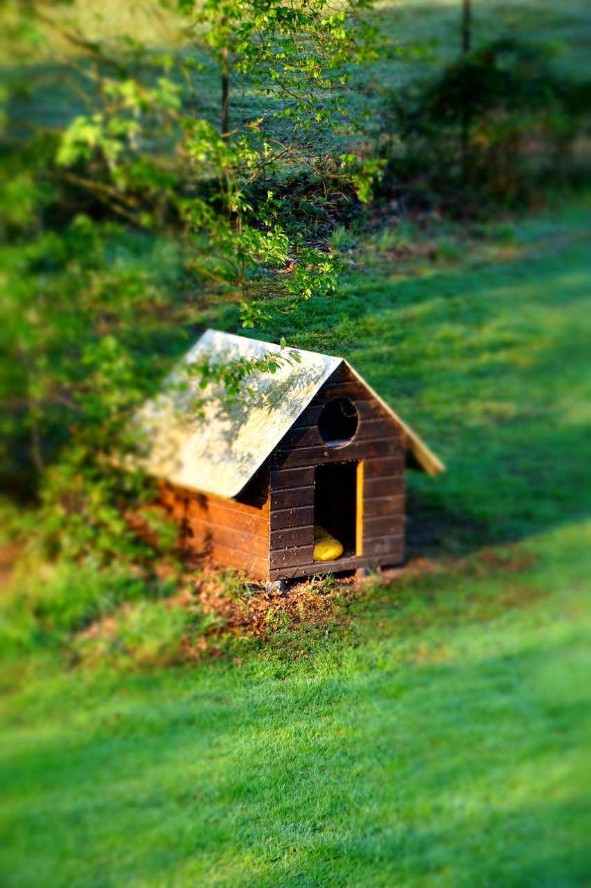 dog hut lonely free photo