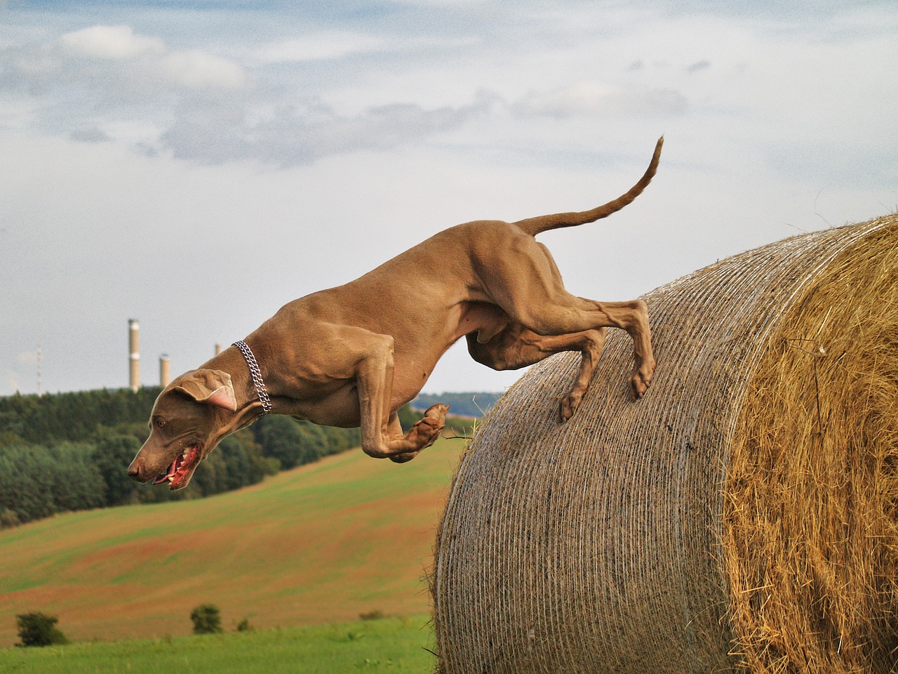dog weimaraner hunting free photo