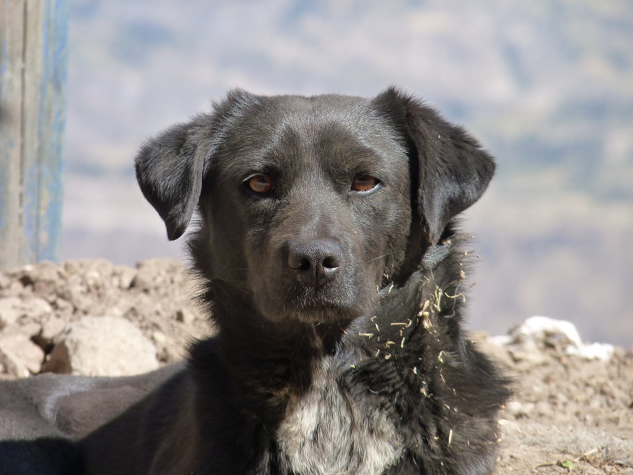 dog black look free photo