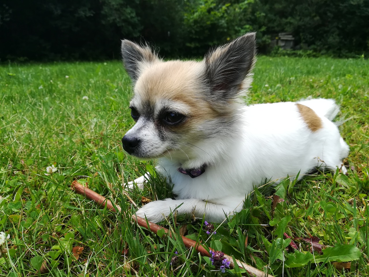 dog pet chihuahua free photo