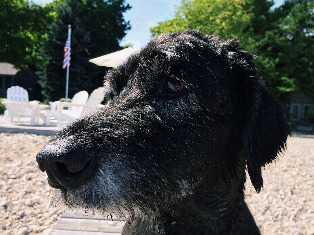 dog canine goldendoodle free photo