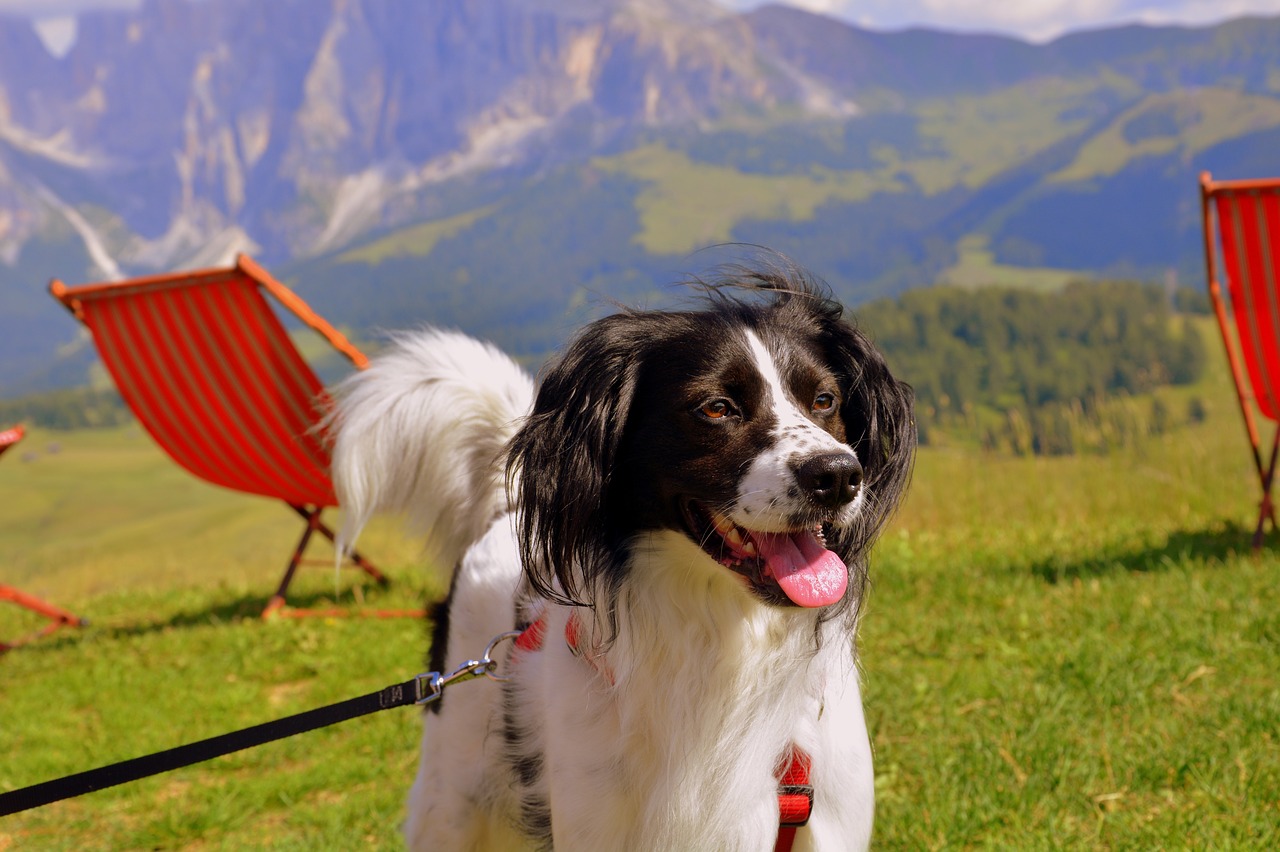 dog happy mountain free photo