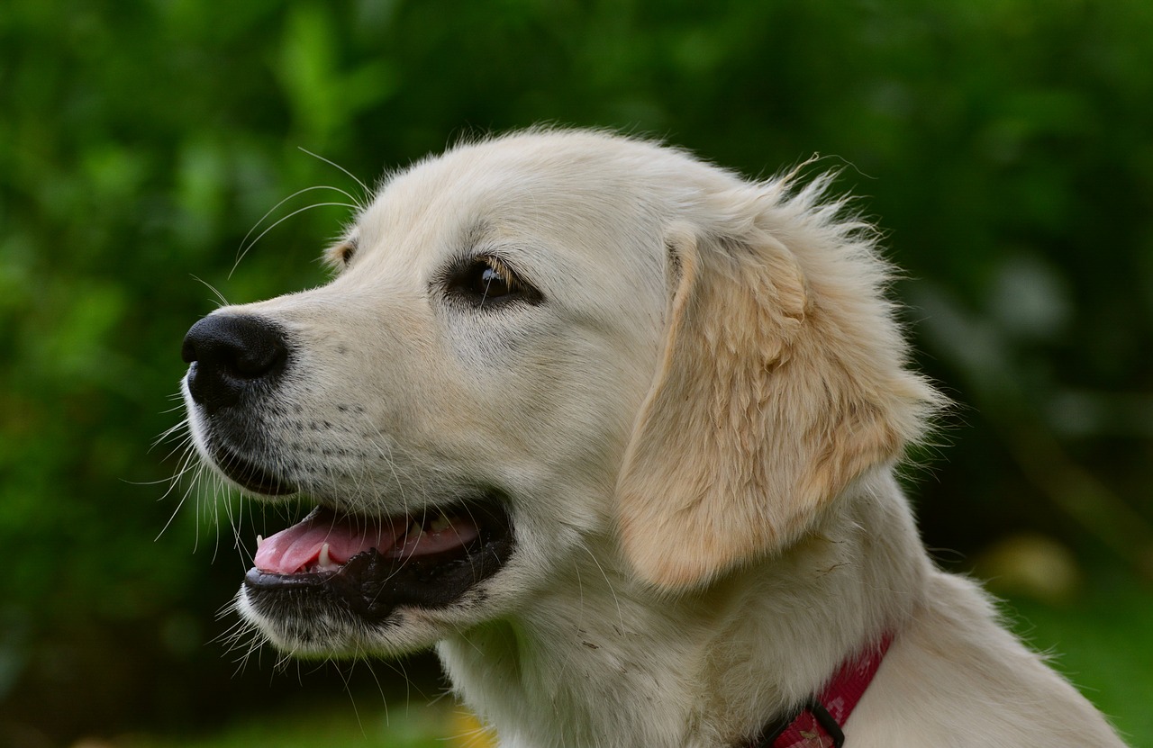 dog golden retriever retriever free photo