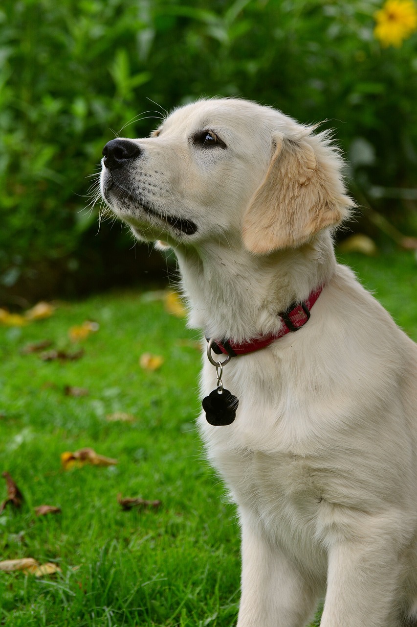 dog golden retriever puppy free photo