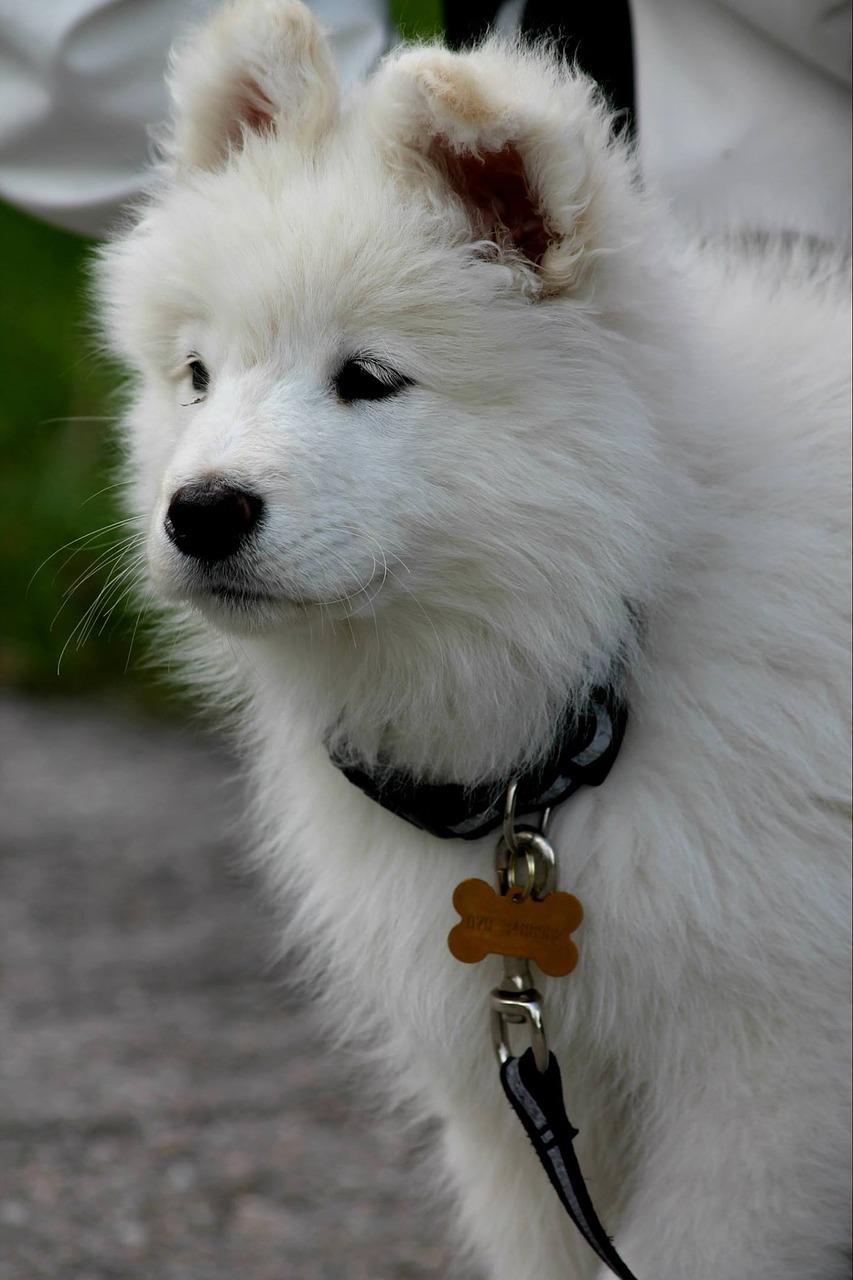 dog puppy white free photo