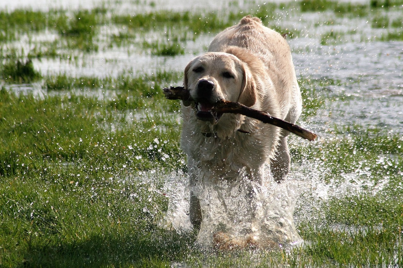 dog labrador playing free photo