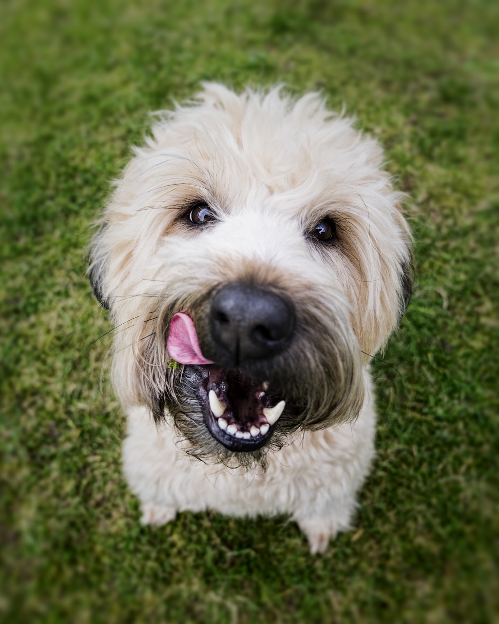 dog face tongue free photo