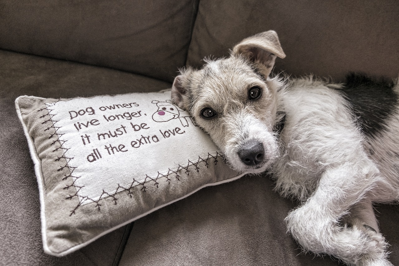 dog read sofa free photo