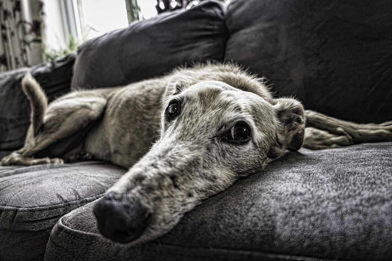 dog sofa rest free photo