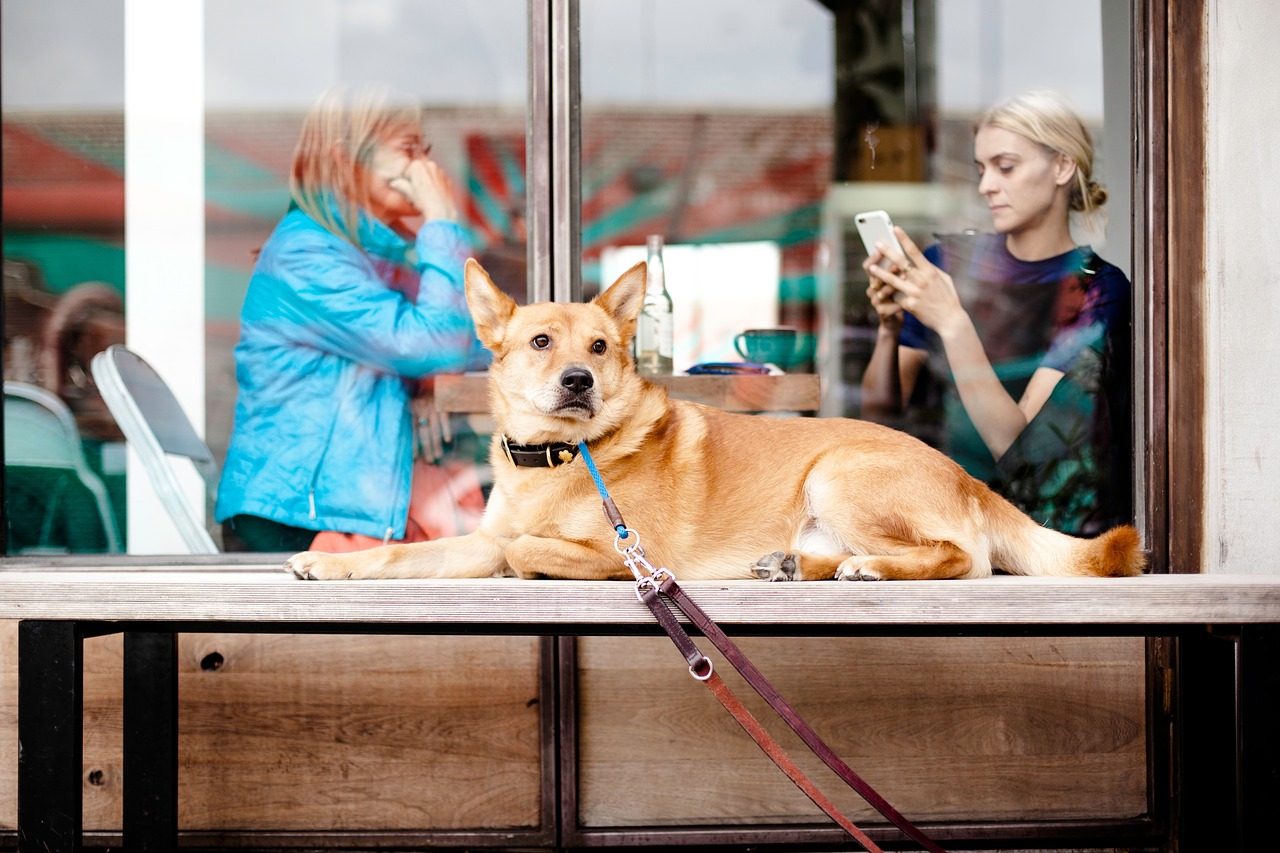 dog animal leash free photo