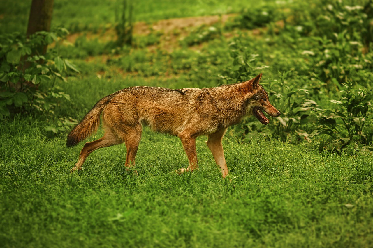 dog animal german sheperd free photo