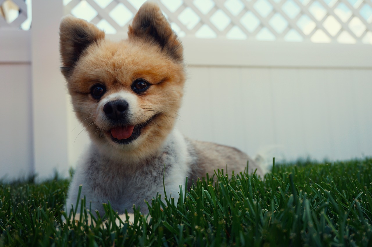 dog puppy cute free photo