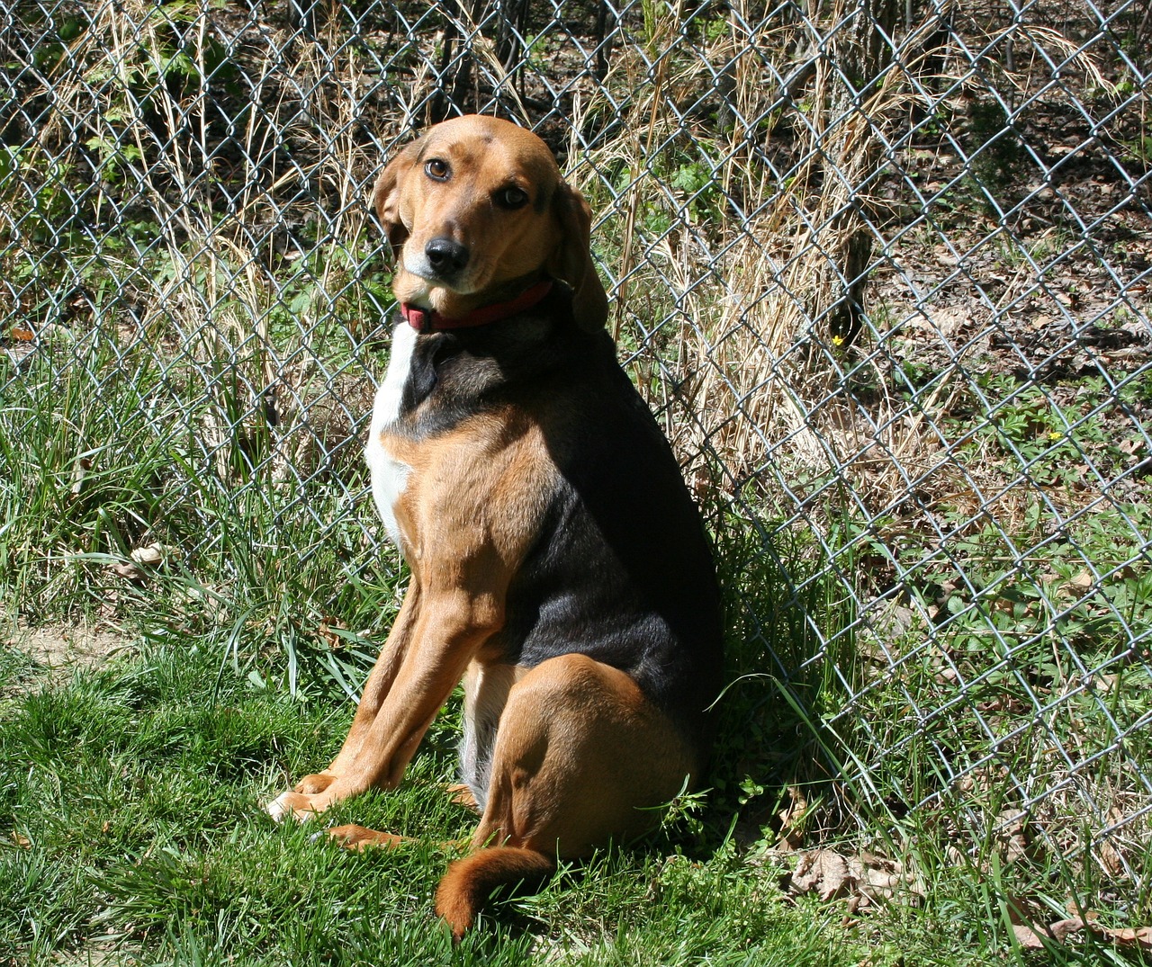 dog foxhound hound free photo