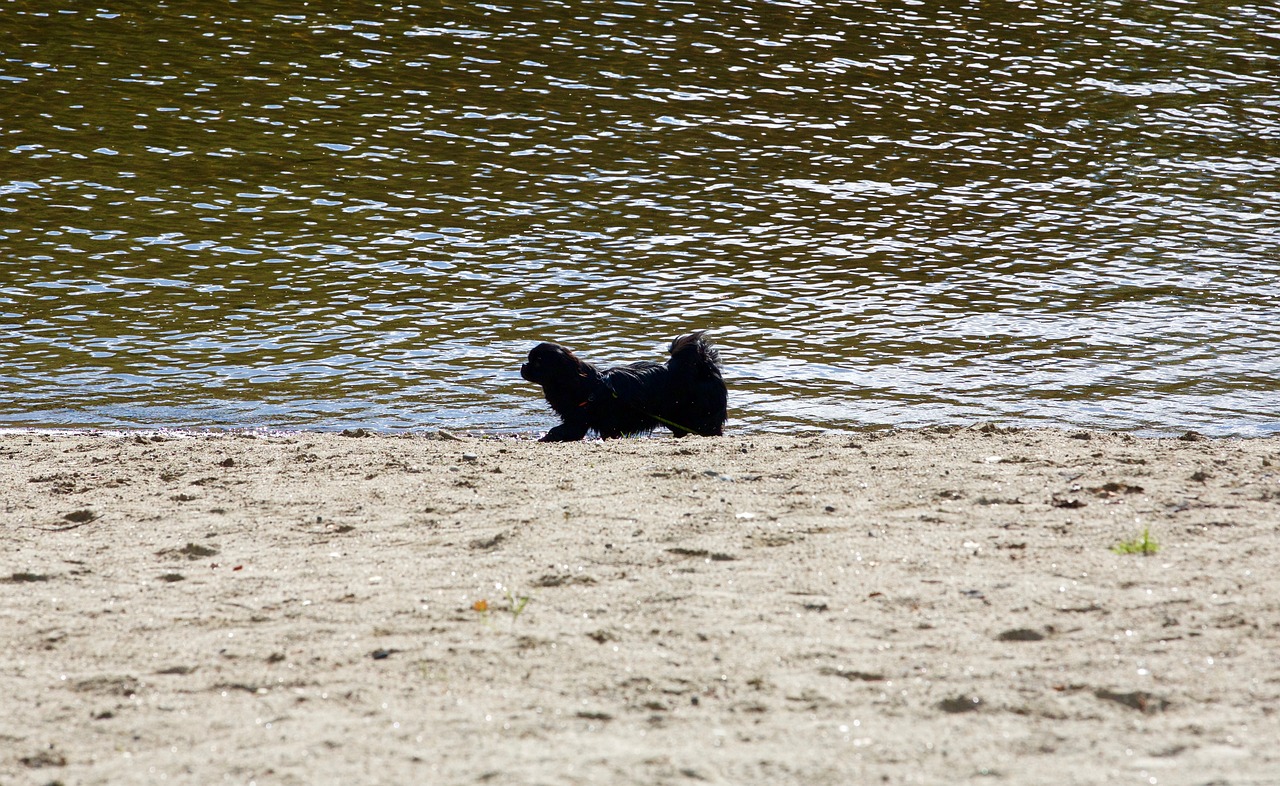 dog beach sea free photo