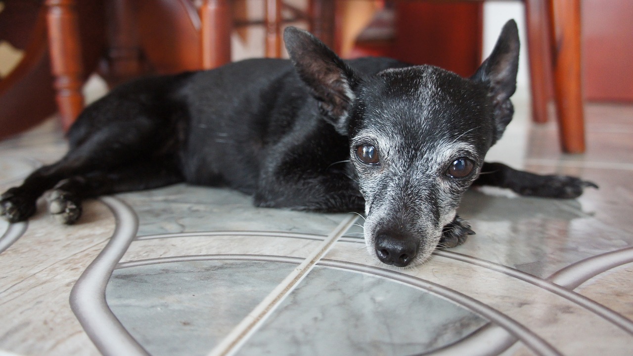 dog animals dog resting free photo