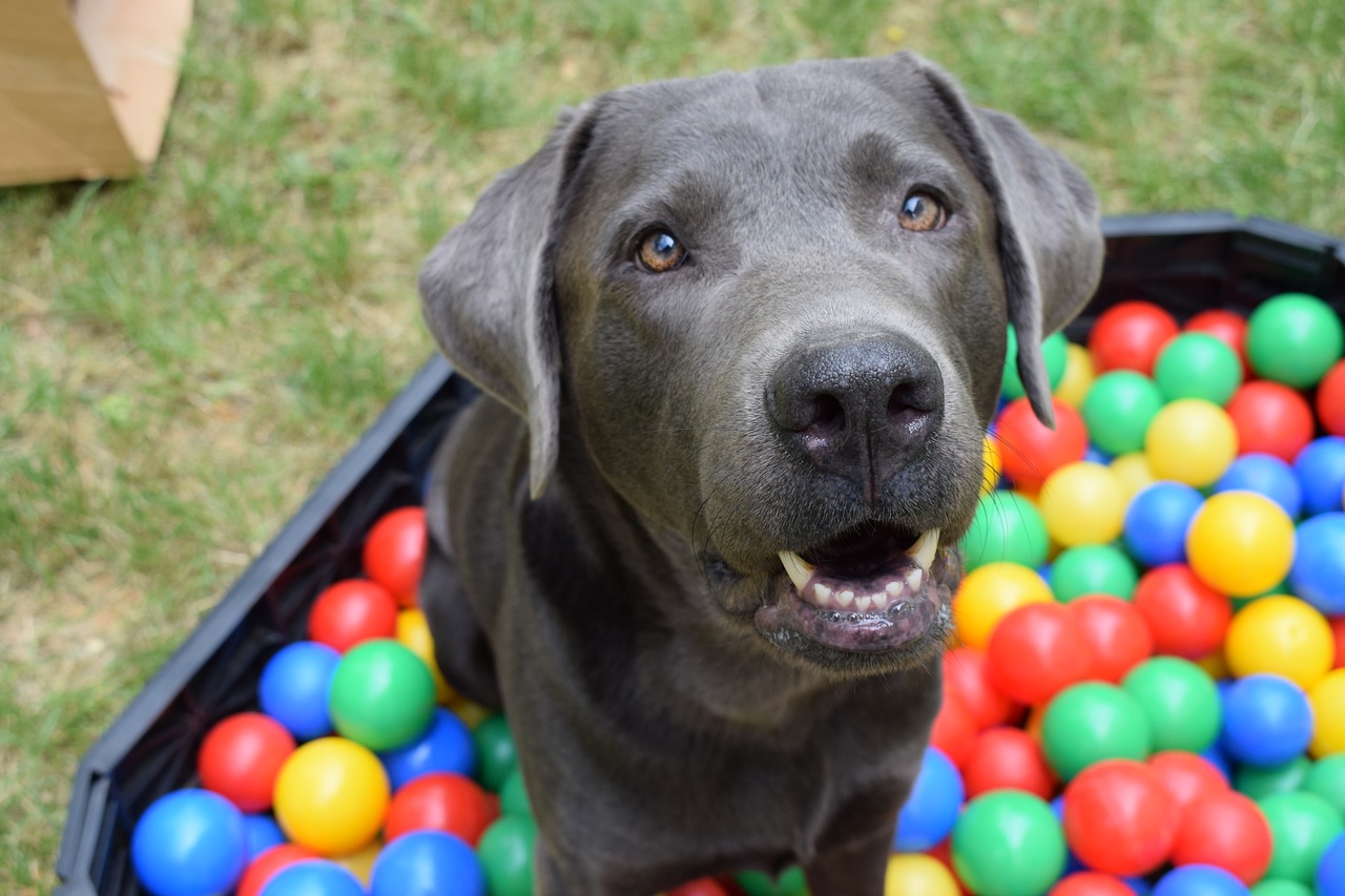 dog ball ball pit free photo