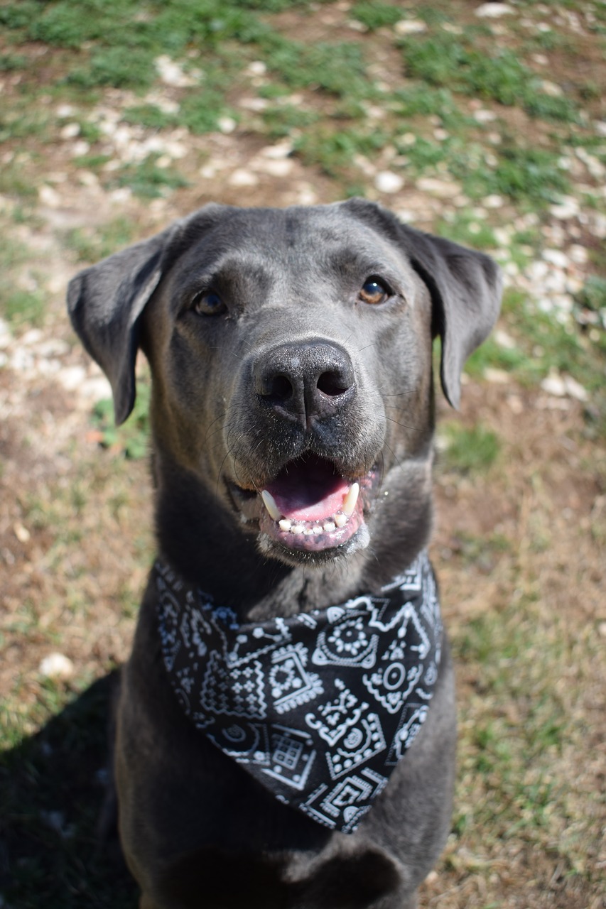 dog scarf labrador free photo