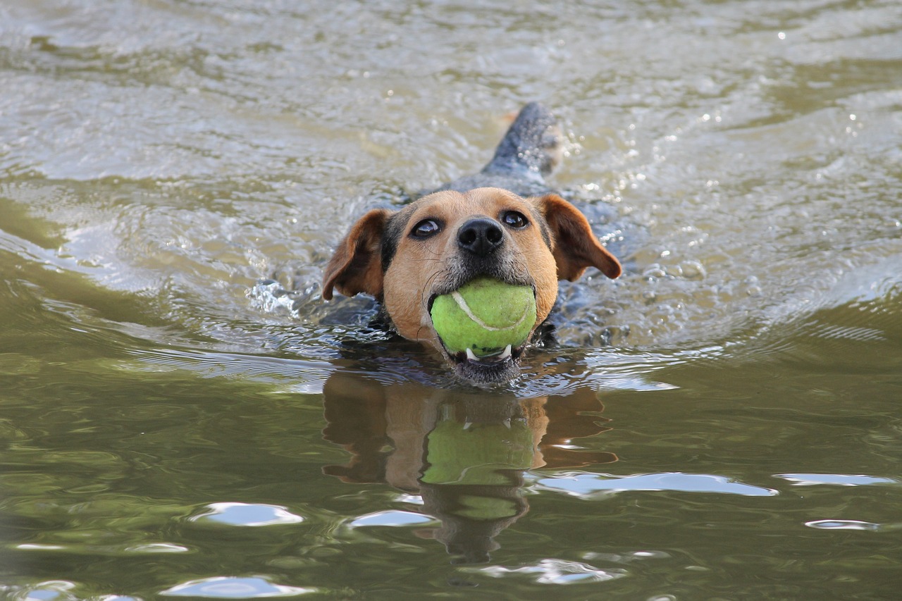dog swim play free photo