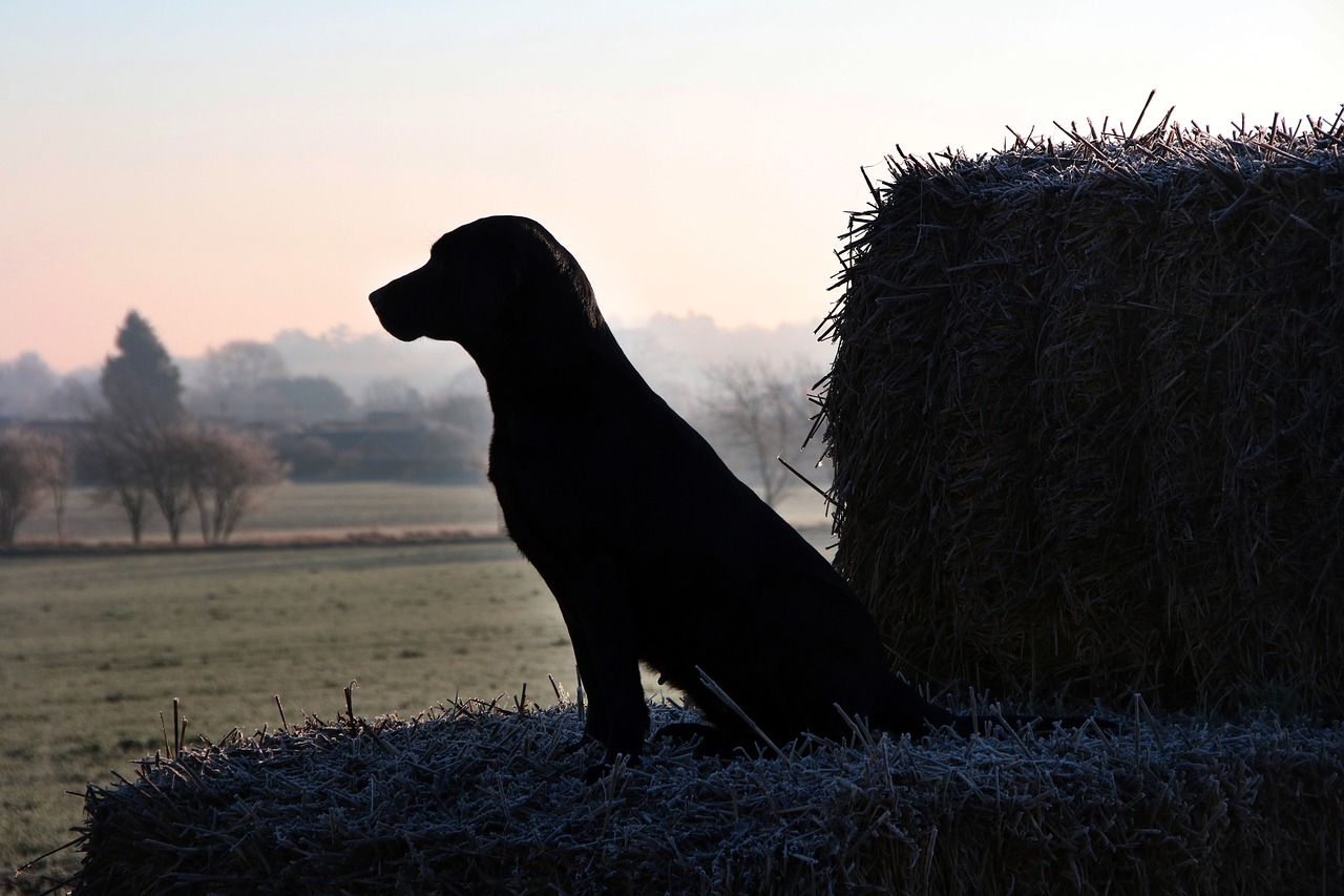 dog winter outdoor free photo