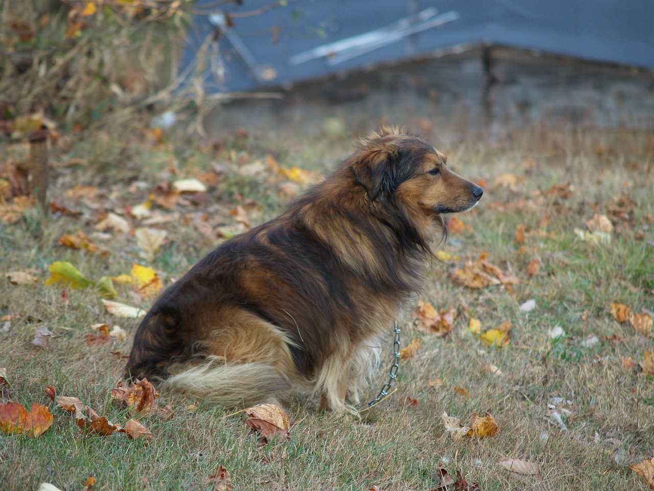 dog collie brown free photo