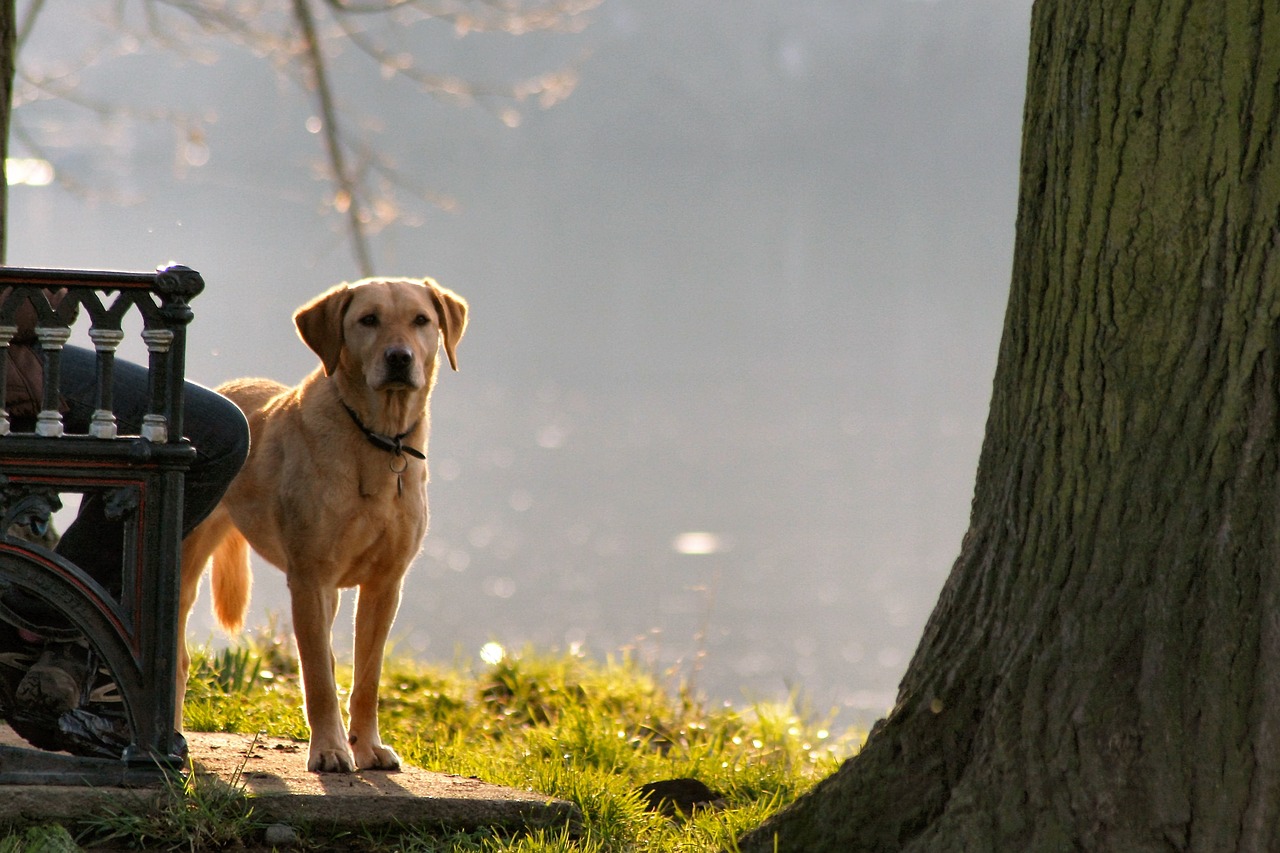 dog river park free photo