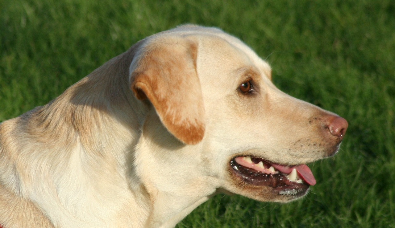 dog labrador panting free photo