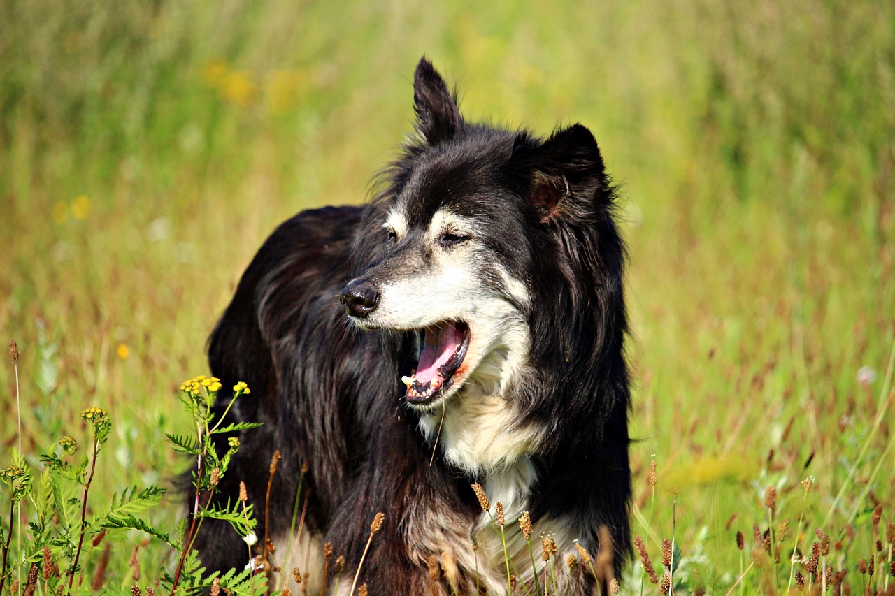 dog yawn border free photo