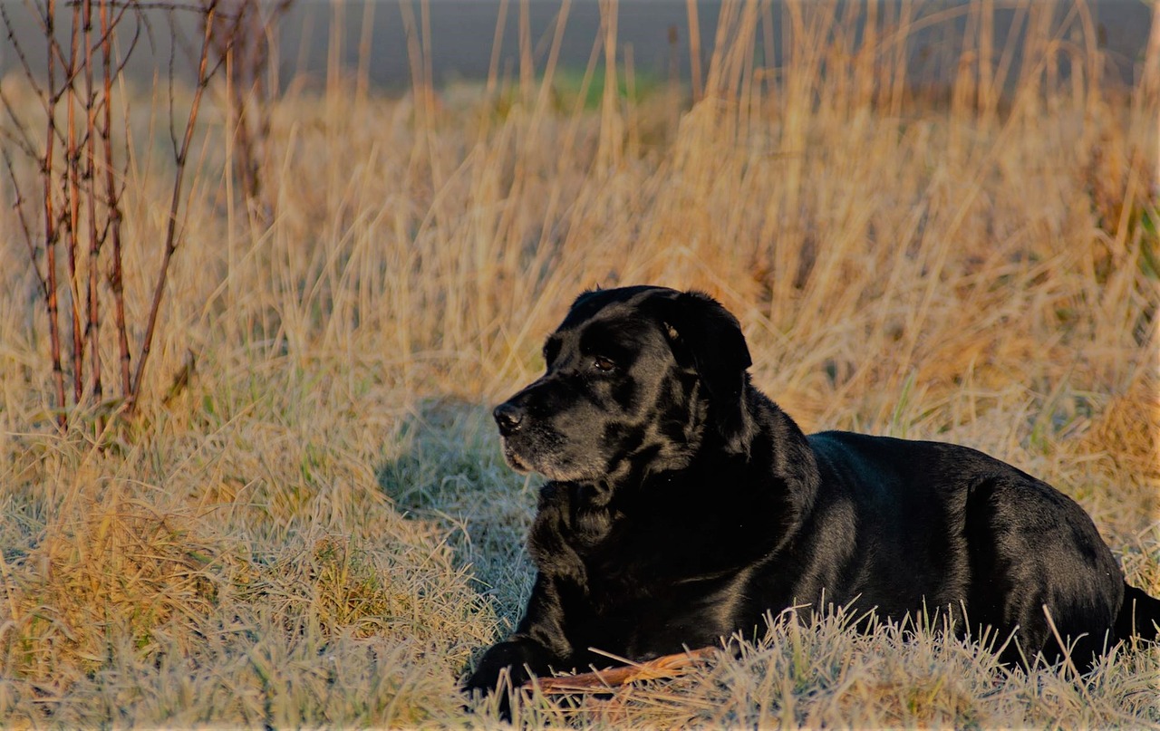 dog labrador retriever free photo