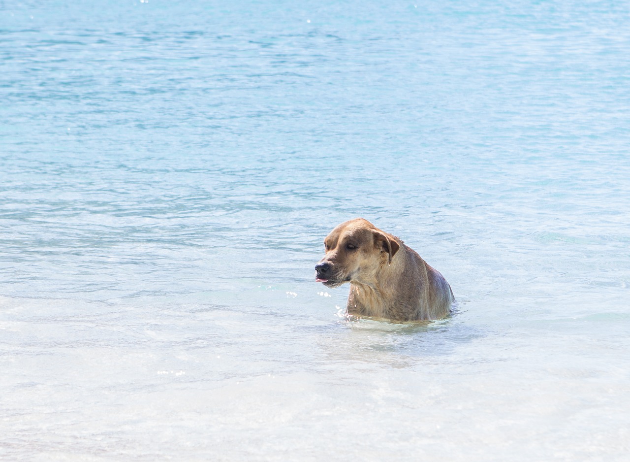 dog water ocean free photo