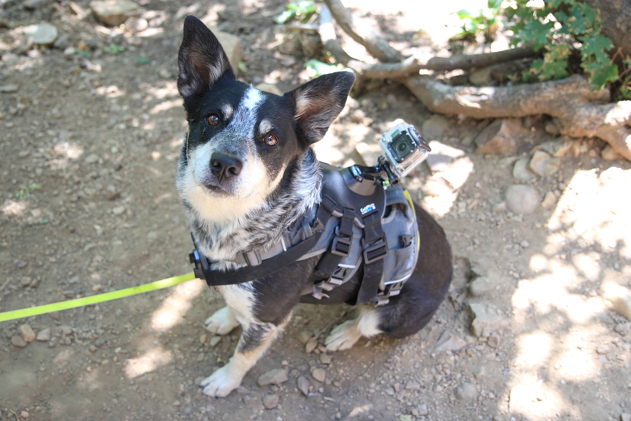 dog pet harness free photo