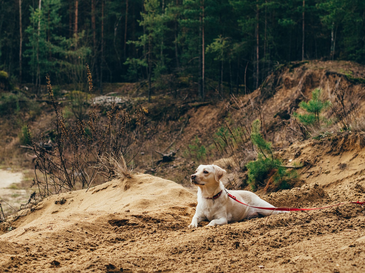 dog pet leash free photo