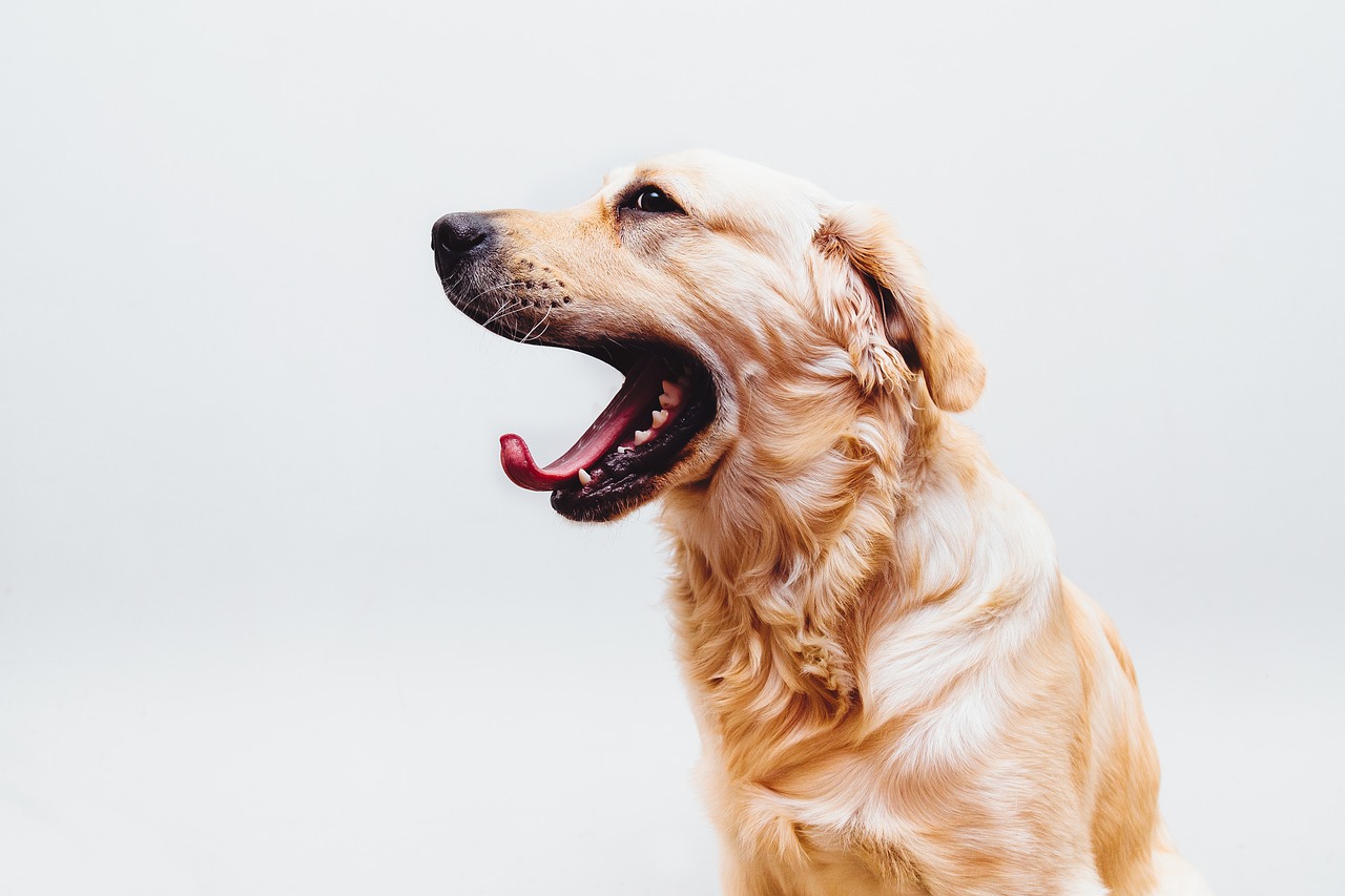 dog pet golden retriever free photo