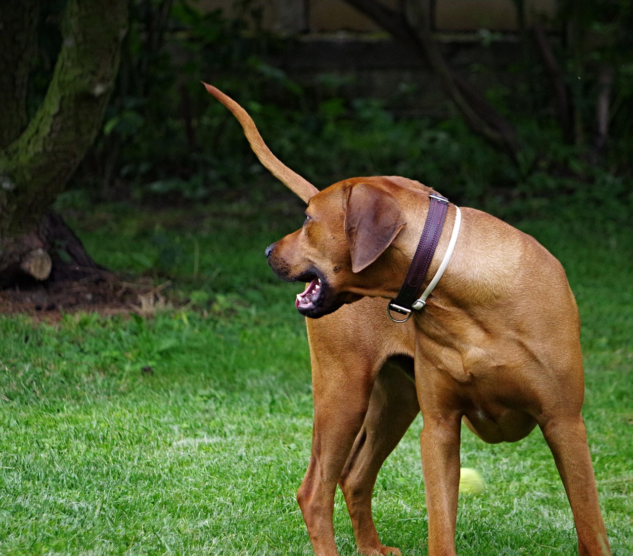 dog ridgeback rhodesian free photo