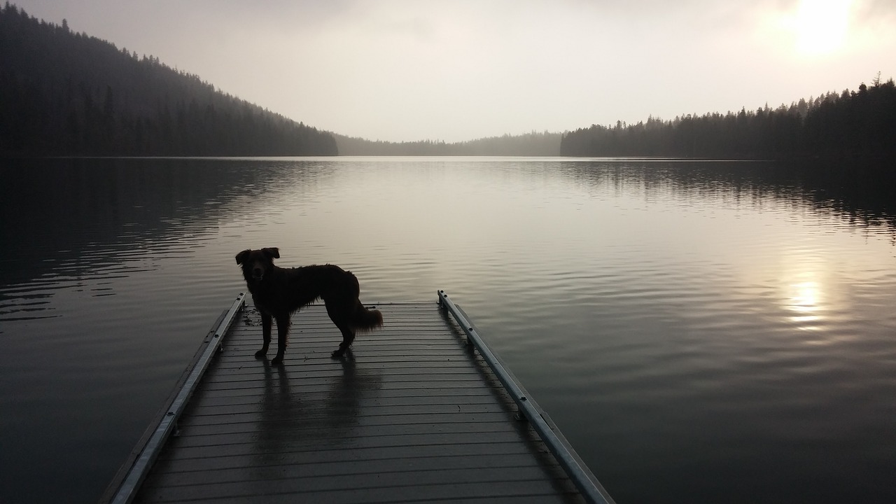 dog lake dock free photo