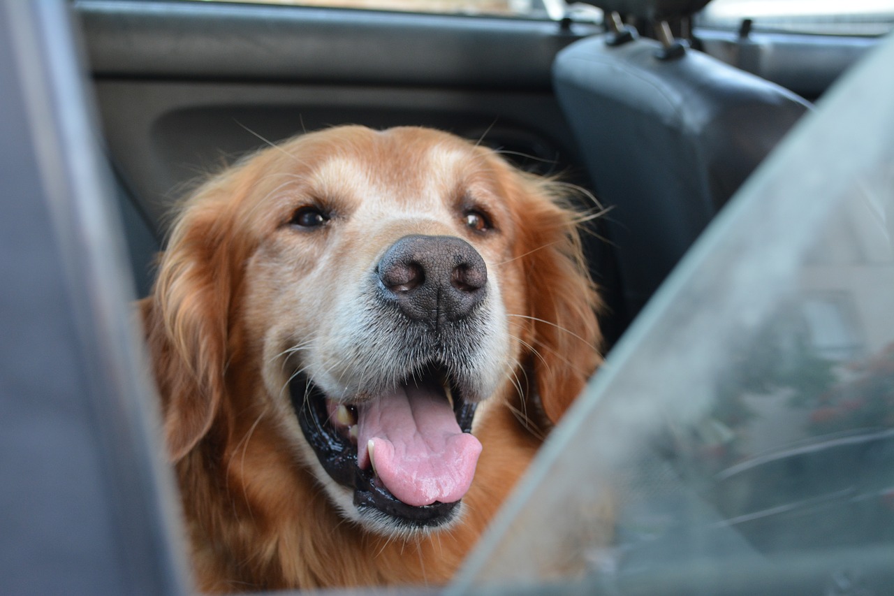 dog happy cute free photo