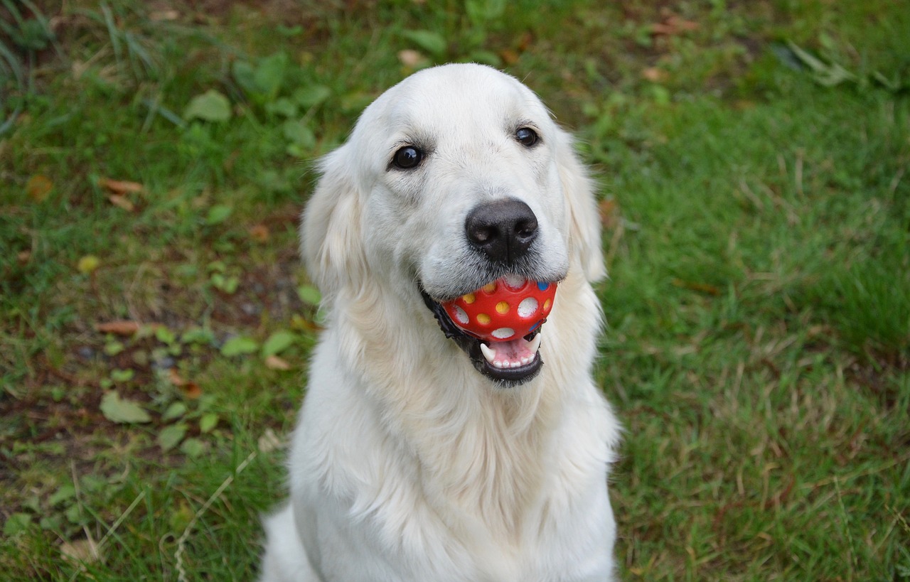 dog golden retriever bitch free photo