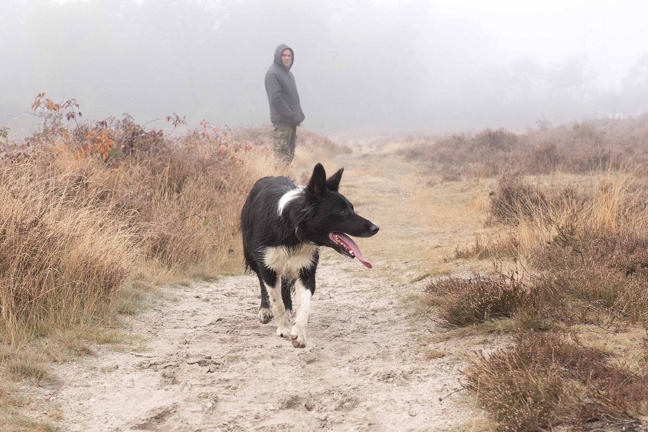 dog shepherd border collie free photo