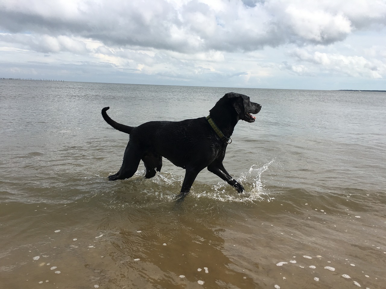 dog swimming bay free photo