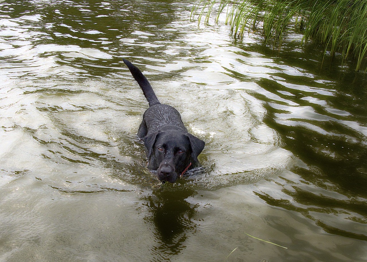 dog water swim free photo