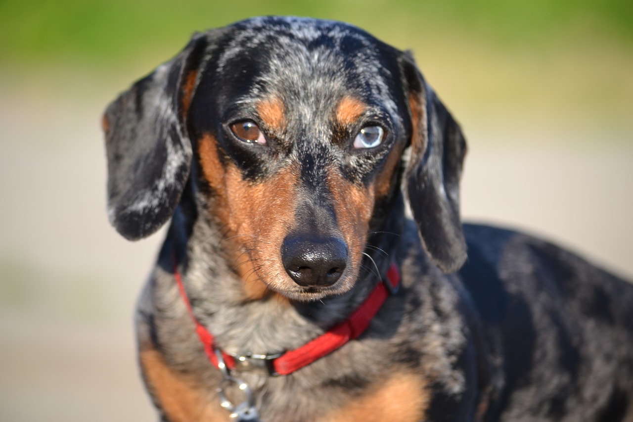 dog dachshund canine free photo