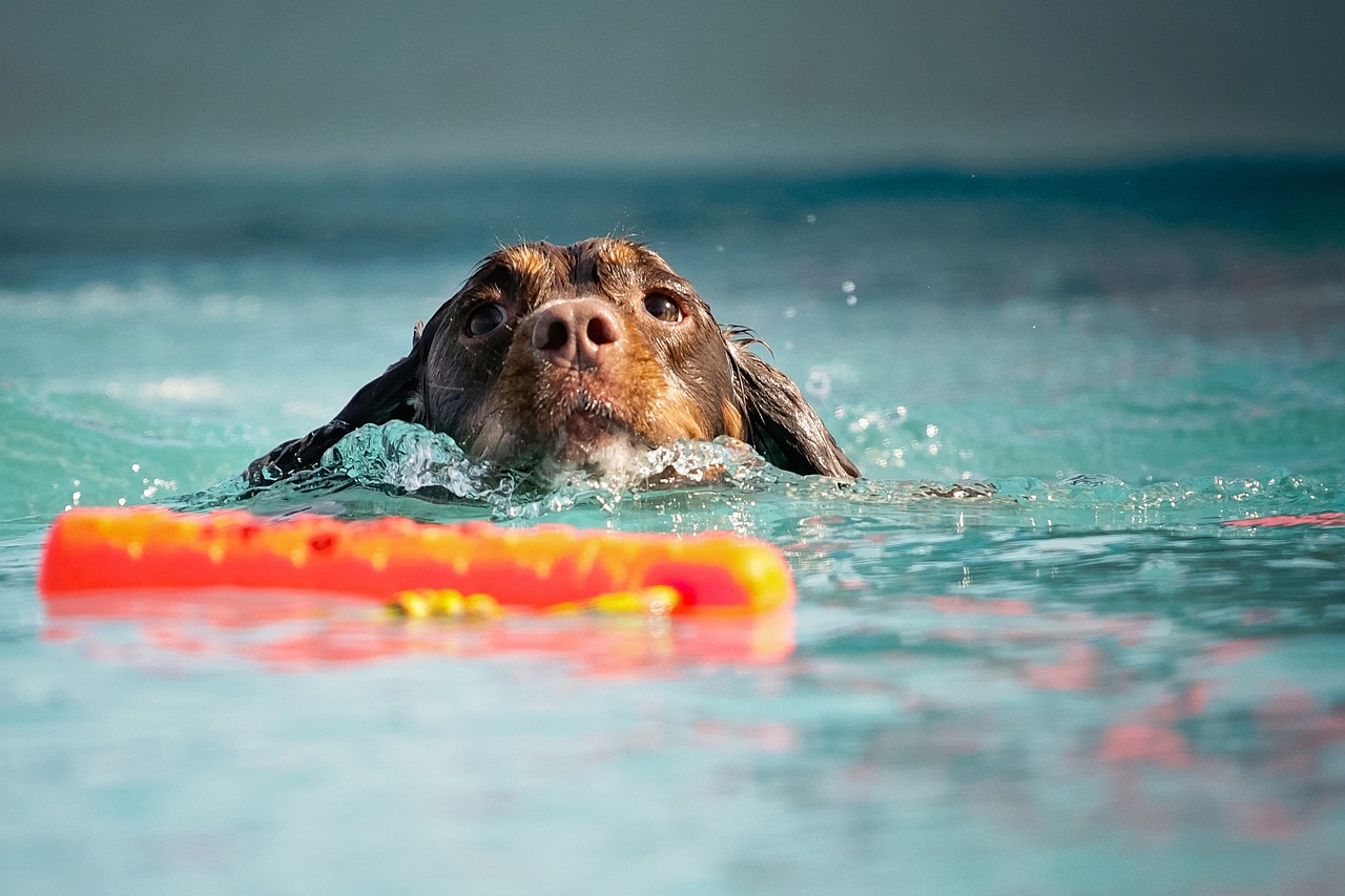 dog swim water free photo