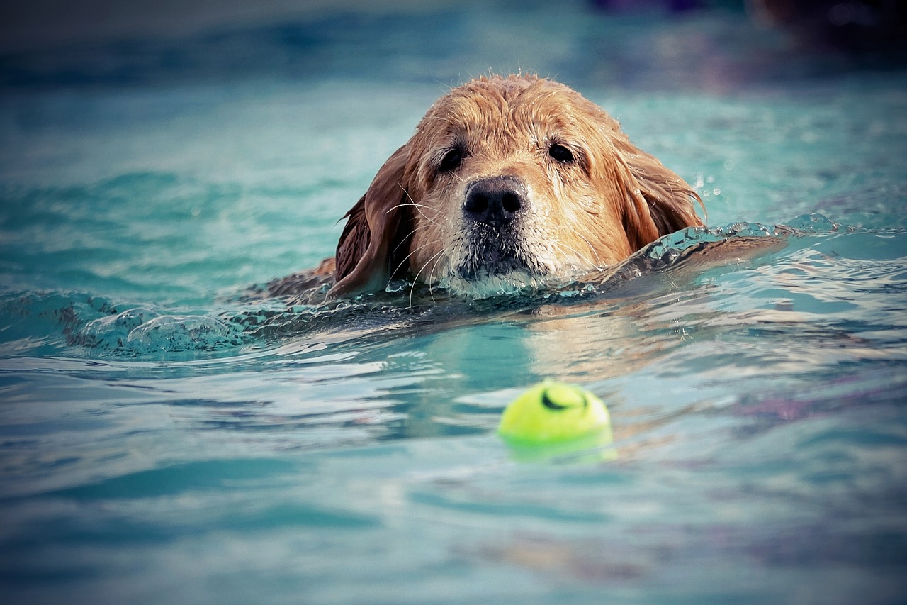 dog swim water free photo